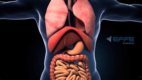 Parts of Digestive System 3D Model-साठीचा प्रतिमा निकाल