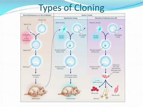 Image result for Different Types of Cloning