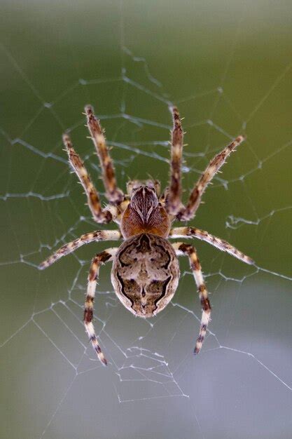 Image result for Spider Chart Python