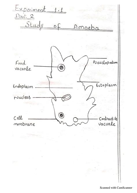 Toradh íomhá ar 9th Science Daigrams
