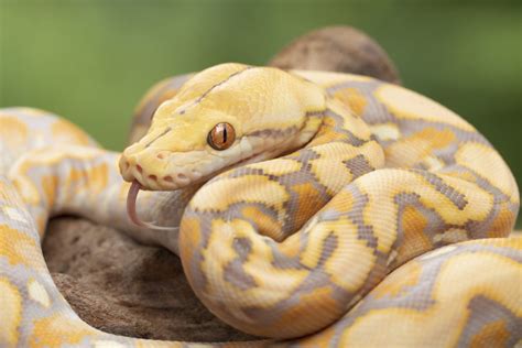 Python vs Tiger Fight에 대한 이미지 결과