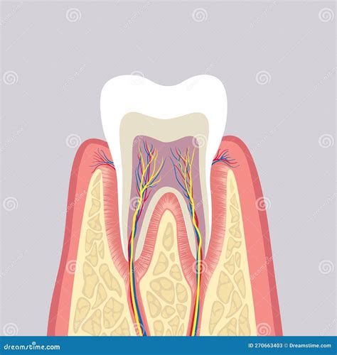 Image result for Tooth Structure