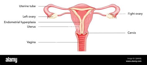 Toradh íomhá ar Female Reproductive System Consists Of