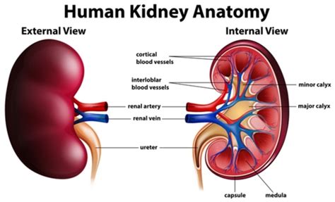 Image result for Kidney Anatomy Chart
