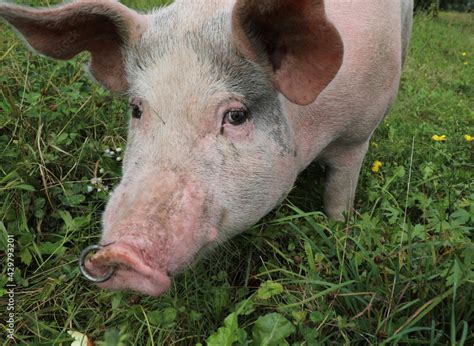 Image result for Animal Flate Logo Desing