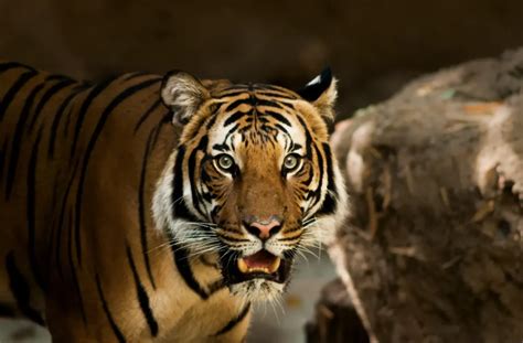 Mars Bump Map に対する画像結果