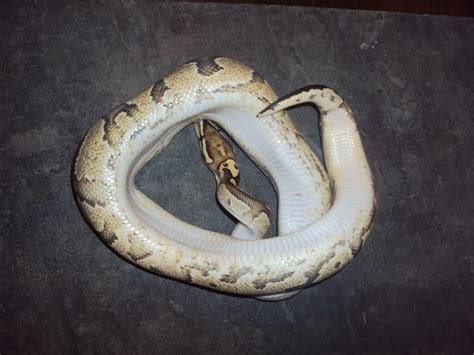 Image result for Disco Ball Python