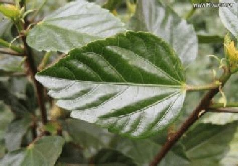 Image result for Jamun Leaf