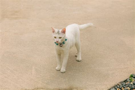 Toradh íomhá ar How to Cast My Android Phone Screen to My PC