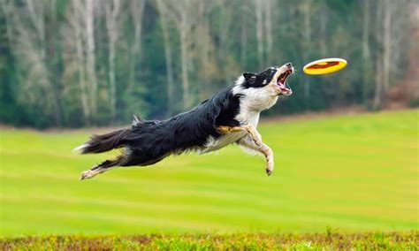 Image result for Dog Catching Frisbee Tricks