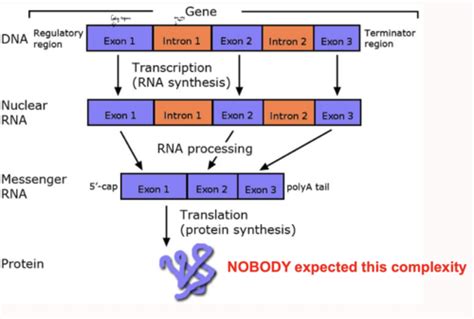 Image result for Translatie RNA