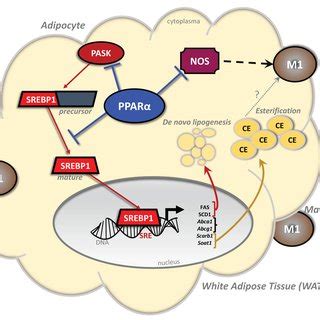 Afbeeldingsresultaten voor Wat Adipose Tissue