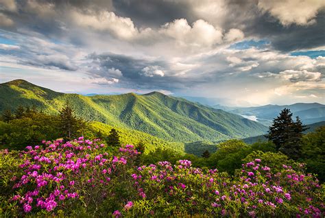 Image result for Spring Bulb Planting Design