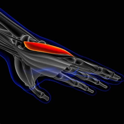 Image result for Soft Muscle Cells