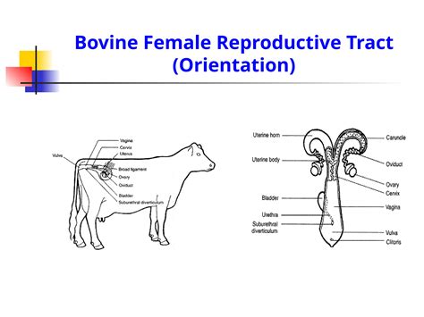 Image result for Reproductive System of Animals