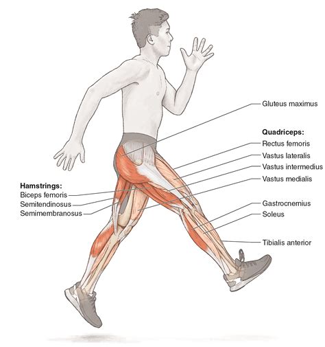 Image result for Bounding Training