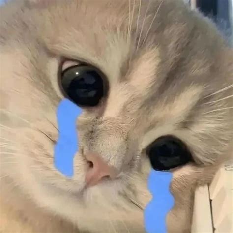 Image result for I Can Do This Meme Crying