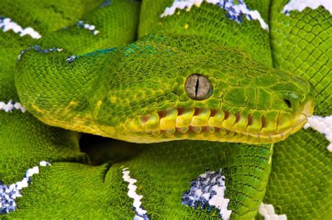 Image result for Green Tree Python Lifespan