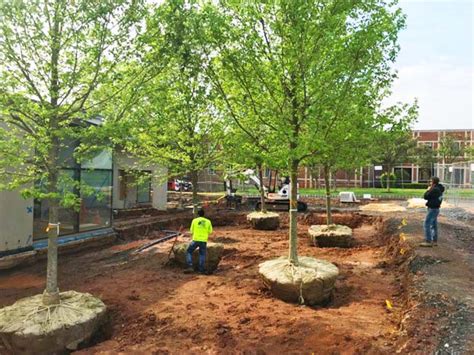 Image result for Planting in Landscape Construction