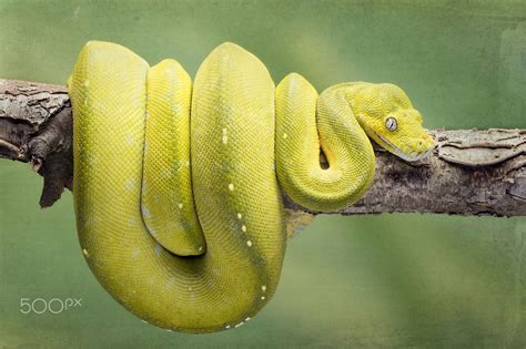 Toradh íomhá ar Yellow Python in Car