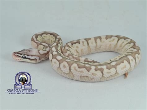 Image result for Calico Cinnamon Lesser Ball Python
