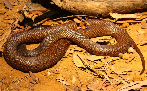 Afbeeldingsresultaten voor Deadly Australian Snakes
