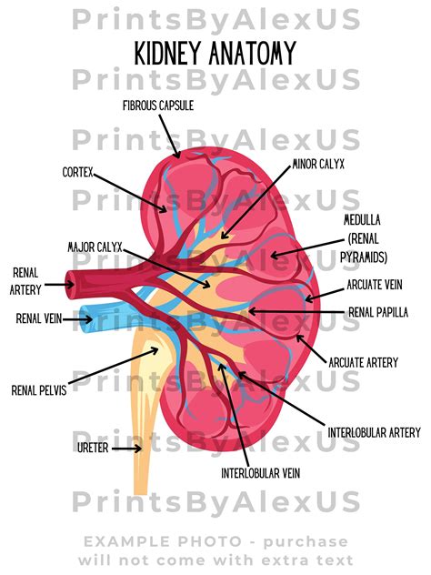 Image result for CKD Kidney Anatomy