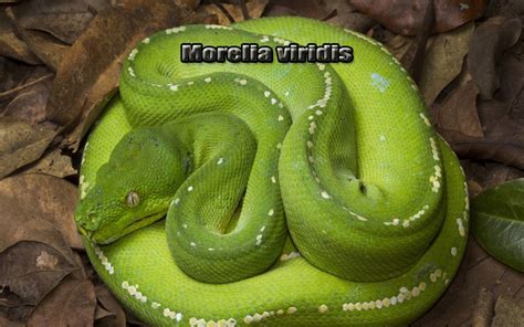 Image result for Cakar Pada Ular Phyton