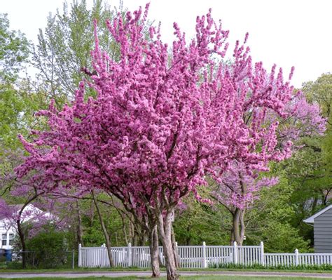 Image result for Winter/Spring Trees