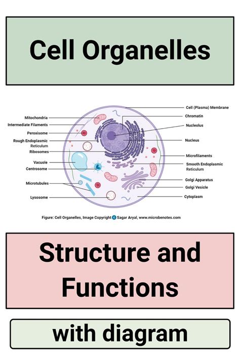 Image result for Organelle Structure and Function