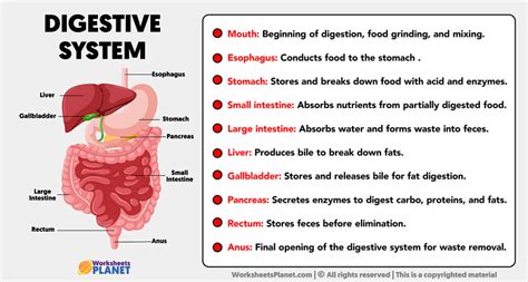 Parts of Digestive System 3D Model-साठीचा प्रतिमा निकाल