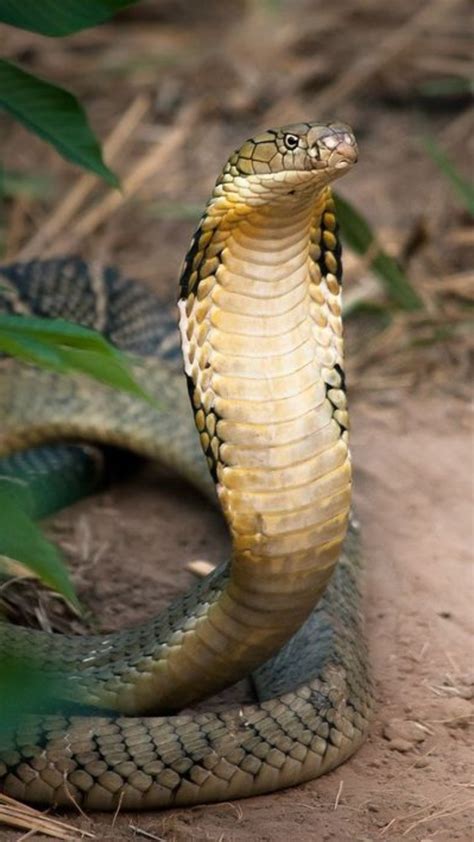 Image result for King Cobra