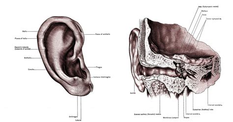 Image result for Ear Diagram HD