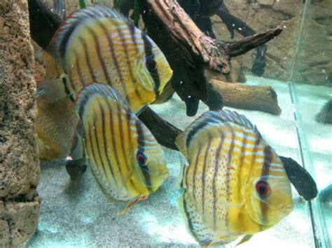 Discus Fish Natural Habitat に対する画像結果
