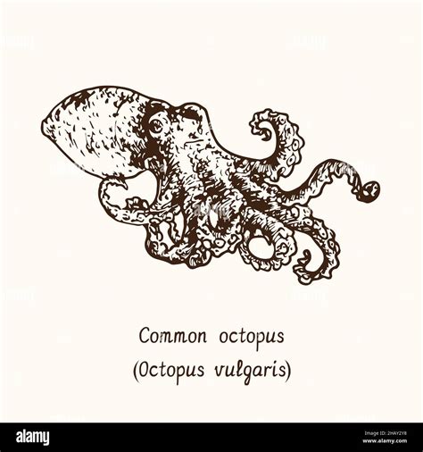 Octopus Habitat ਲਈ ਪ੍ਰਤੀਬਿੰਬ ਨਤੀਜਾ