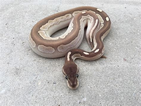 Toradh íomhá ar Calico Cinnamon Lesser Ball Python