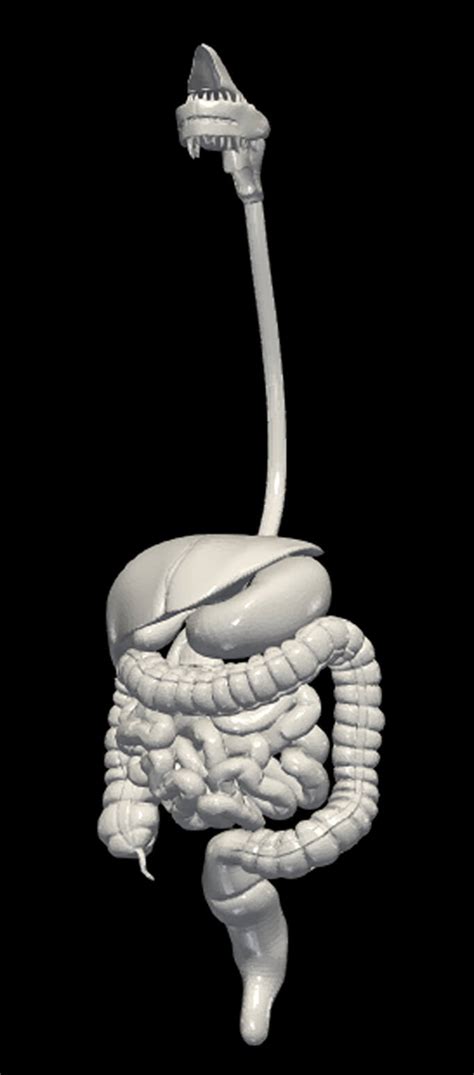 Parts of Digestive System 3D Model に対する画像結果