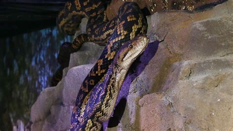 Toradh íomhá ar Cairns Python's