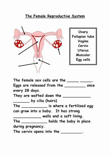 Image result for Female Reproductive System Free Science Lessons