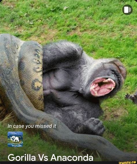 Toradh íomhá ar Python and Anaconda Meme