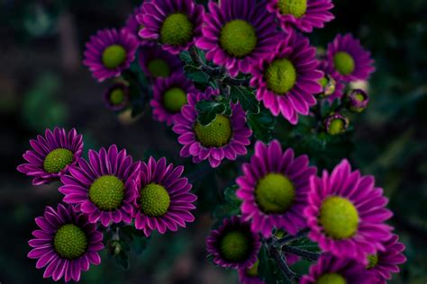 Photo of Yellow and Purple Flowers · Free Stock Photo