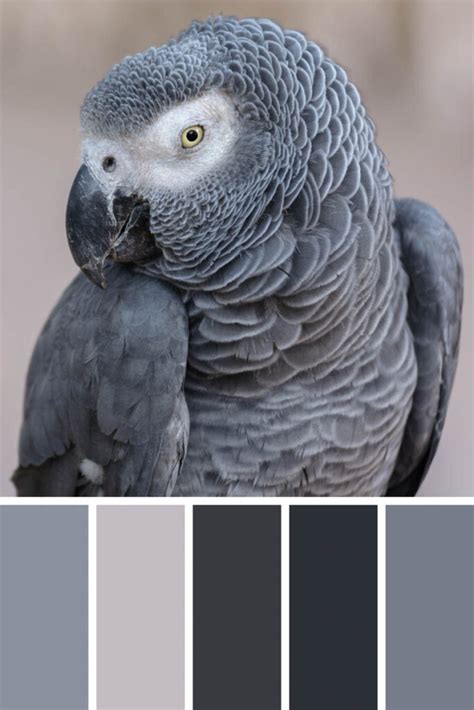Toradh íomhá ar Grey Color Code