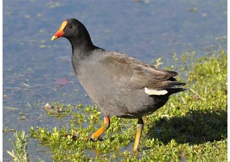 Image result for Murray River Tortoise