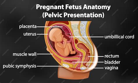 Image result for Female Reproductive System Fetus