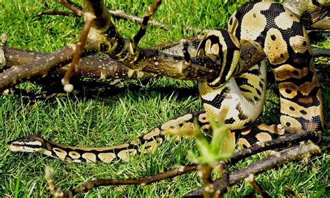 Python Slangen에 대한 이미지 결과