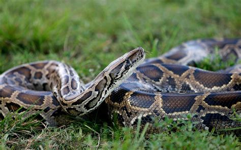 Image result for Ular Phyton