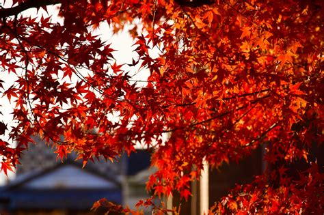 Afbeeldingsresultaten voor iOS System Architecture