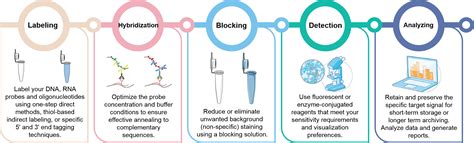 Afbeeldingsresultaten voor In Situ Hybridization