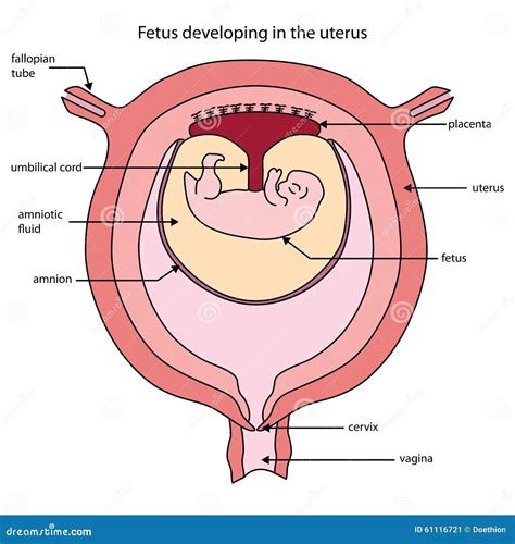 Image result for Female Reproductive System Fetus