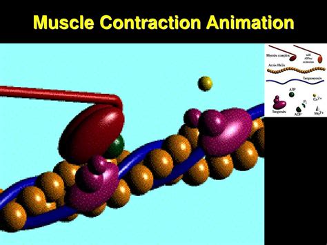 Toradh íomhá ar Smooth Muscle Animation